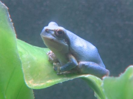 突然変異で生まれたか…10万匹に1匹とされる“青いアマガエル” 伊勢シーパラダイスで展示 9/1まで