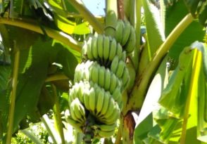 びっくり巨大化　バナナの木　手届かず100本が未収穫　通常の2倍「5メートル超」に　豊見城・大城さんの畑　沖縄