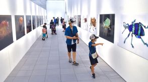 大分県立美術館で養老孟司さん＆小檜山賢二さんの虫展　微細な造形美、眼前に