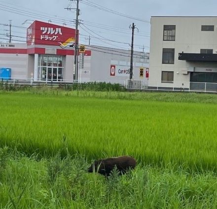 市街地でイノシシ目撃相次ぐ　茂原　高校グラウンドにも出没、川を泳ぐ姿も…　夏休みの子どもたちに注意喚起