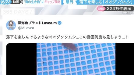 投稿者「この動画何度も見ちゃう」←水面へ“チョン”と顔出し、落下する深海生物が「可愛いにもほどがある」と話題沸騰