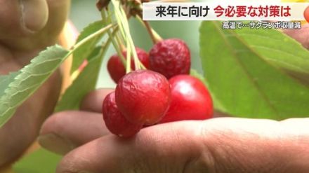 スプリンクラーの位置・遮光ネット設置がポイントに　高温の影響受けなかったサクランボ生産者の対策【山形発】