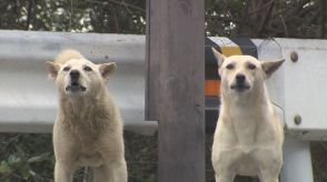 約50頭の『野犬』うろつく港町「突然襲ってくる可能性も...」地元住民に募る不安　夕方に“一斉遠吠え”...夜中の激しい鳴き声に「寝られへんねん」