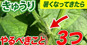 「暑くなったらこの3つだけはやって」　農家直伝・キュウリ栽培の“意外な落とし穴”と対策が「参考になる」と話題