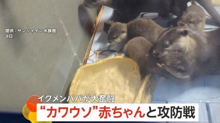 “どうしても水遊びしたい赤ちゃんカワウソ”とイクメンパパの攻防戦　溺れないよう何度も水場から家へ連れ戻す　池袋・サンシャイン水族館