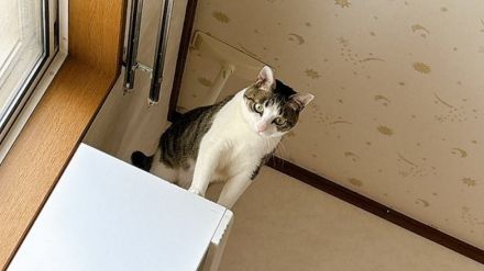 優秀な目覚ましは愛猫!?天井近くから飼い主を叩き起こす方法がダイナミック…その後の目覚め具合を聞いた