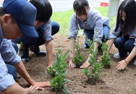 絶滅危惧種の「ムラサキ」知って　万葉集にも登場する市の花、高校生が苗植えでPR　滋賀・東近江