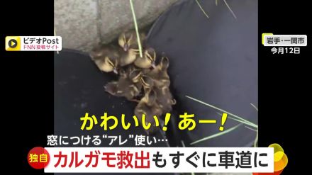 【独自】「ひかれないで!」側溝に落ちた7匹のカルガモ赤ちゃん　サンシェードで救出も親ガモと共に車道へ…　岩手・一ノ関市