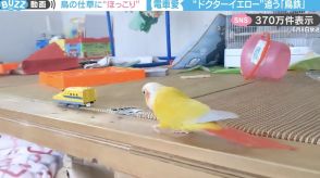 鳥鉄！？インコが一生懸命「ドクターイエロー」を追い続ける“電車愛”に「かわいすぎ！」と話題沸騰