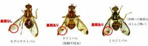 セグロウリミバエ、21年ぶり沖縄県内で発見　ヘチマやゴーヤーなどに寄生　県病害虫防除技術センターが防除呼びかけ