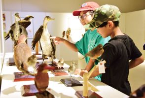 剥製・標本約700点展示　奄美大島で生き物企画展