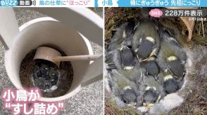 墓石の手桶に“ぎゅうぎゅう詰め”の小鳥たちが、SNSで話題沸騰！「巣にぴったりなサイズだったのね」