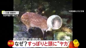 【独自】「かわいそうよねぇ」鹿の頭に“やかん”がすっぽり　1時間にわたる格闘で救出…鉄分補給のためか　三重・熊野市