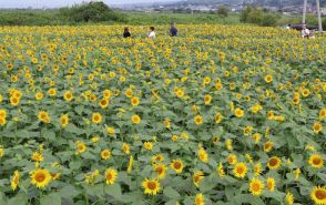 静岡・沼津でヒマワリが見ごろ　太陽の下、色鮮やかに咲き誇る