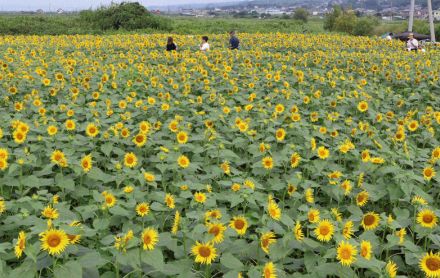 静岡・沼津でヒマワリが見ごろ　太陽の下、色鮮やかに咲き誇る