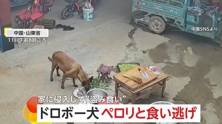 「何かがおかしい」盗まれた食材…犯人は“ドロボー犬”　家に侵入し食い逃げ　飼い主が謝罪も家主の女性は笑って許す　中国