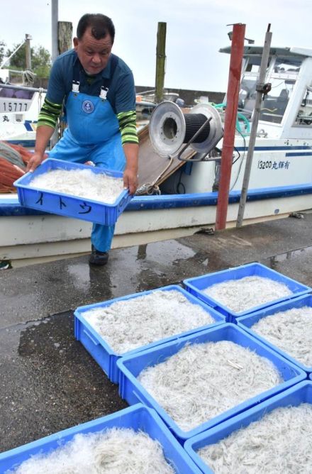 夏のシラウオ水揚げ　霞ケ浦と北浦で漁解禁　茨城