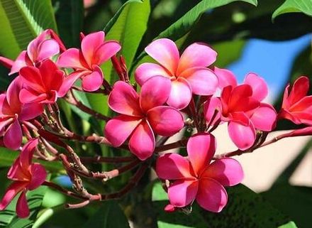 鮮やかなピンク色の花がステキ！　プルメリア、石垣市の民家に咲く　沖縄