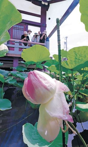 薄桃の妙蓮可憐に　金沢・持明院で一般拝観始まる