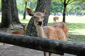 奈良公園の鹿、3年連続増の1300頭台「喜ぶ声もあるが…」