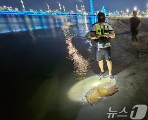 韓国・海水浴場に50センチの大型クラゲ