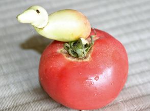 ナニコレ！　トマトにかわいい小鳥が…　南相馬の家庭菜園で収穫