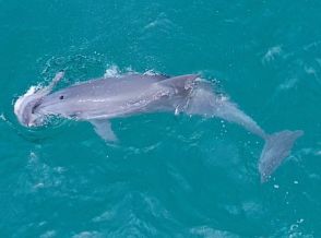 授乳も終わっていない子イルカ１２頭が死体に…危機にさらされた済州島のミナミバンドウイルカ