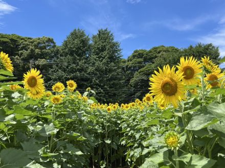 習志野・藤崎で「ひまわり回廊」再開　7月いっぱいは見頃に