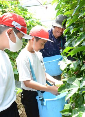 「吉川さんは校区の宝」　地域の魅力調査で農家見学　徳之島・兼久小の児童