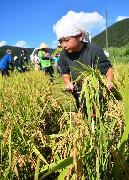 黄金色の実りに感謝　小湊集落で稲刈り　児童や専門校生らも参加　奄美大島