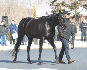 【セレクションセール】コントレイル産駒が北海道市場に初登場！牡馬２頭とも7000万超