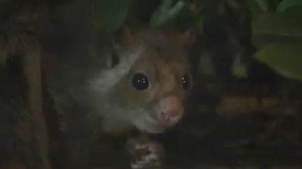 月明かりにムササビが飛ぶ…恒例「夜の動物園」普段と異なる姿が人気　高校生以下は無料　福岡・北九州市