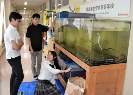 高校生がウナギ養殖に挑戦　福島・安積高の有志が成魚を販売、収益化目指す　