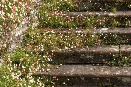 【ガーデニング】植えてはいけない宿根草⁉育ちすぎ注意の宿根草4選《安易に植えると後悔するかも》