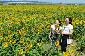 津波で被災した農地にヒマワリ280万本満開　猛暑の宮城県山元町で