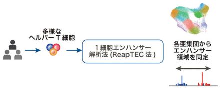 免疫疾患に関わる遺伝的変異部位600カ所を特定、理研など 治療法開発に期待