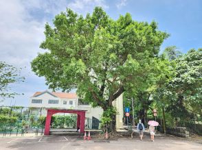 マカオの古樹名木保護リストに12株が新規追加…合計654株に