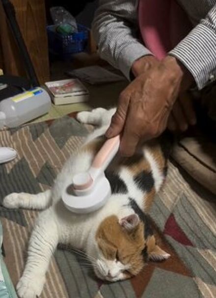 父は猫の保護に猛反対、激怒までしていたが…今では猫を想い「二刀流」でエステ施す姿に胸が熱くなる