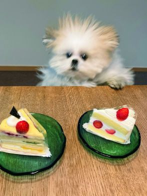 「それなに～？」テーブルの上が気になり過ぎる犬・モコゾウの華麗なるジャンプ！