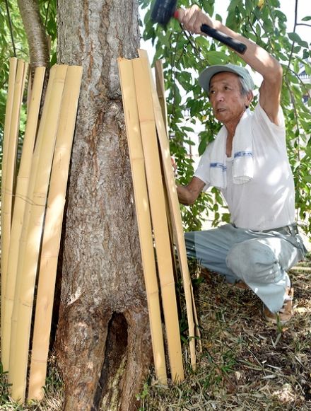 福知山城に植えた桜の根元に穴　市民団体が害虫防除の囲い設ける