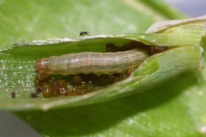 ガの幼虫大量発生　千葉県が注意報、野菜の被害懸念