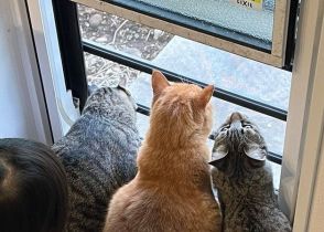 ニャルソック中の猫3匹に子ども3人も参加「外には何が？」　可愛い後ろ姿に「なんとも平和な…」