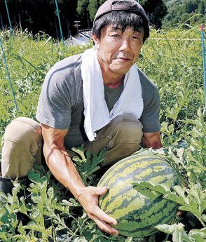 ふく福すいか再起の夏　砺波・栴檀山、３０日から出荷　昨夏は豪雨で浸水、今年は大玉多く