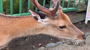 奈良公園の鹿、角をよく見たら「シールみたい」「輪郭が白すぎ」と反響