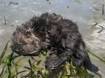 バンクーバー島でラッコの赤ちゃん保護　へその緒がついた状態で発見