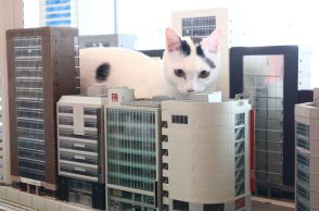 安藤忠雄氏設計の名建築が…“猫の楽園”に！？　鉄道模型の世界で遊ぶ猫たちで有名な「ジオラマ食堂」に新展開
