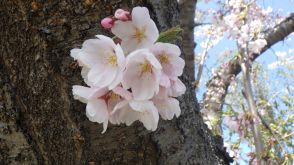 胴吹き桜のめで方