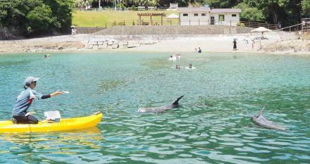 クジラに出会える海水浴場　悠々と泳ぐ2頭に今年も歓声　和歌山