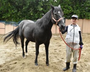 馬の熱中症対策に気配り　和歌山・田辺祭で巡行、世話人の東光さん