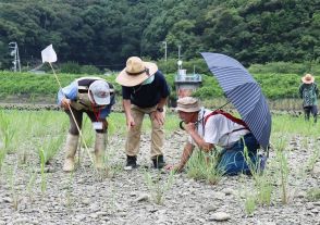 希少な甲虫を観察　ヨドシロヘリハンミョウの生息確認、和歌山県白浜町